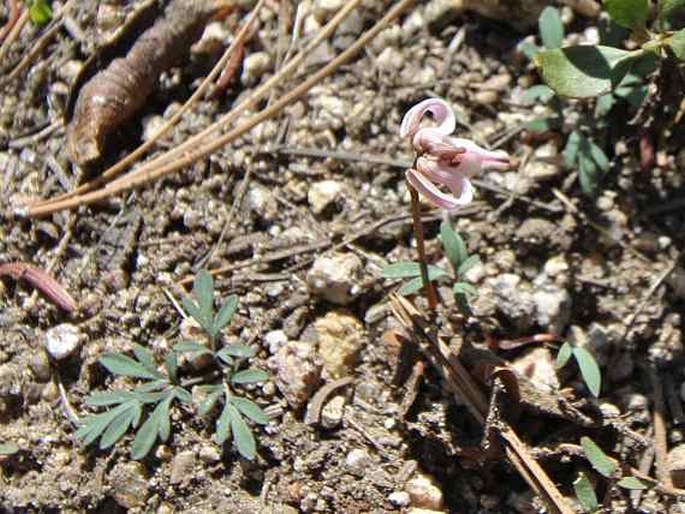 DICENTRA UNIFLORA Kellogg - srdcovka jednokvětá