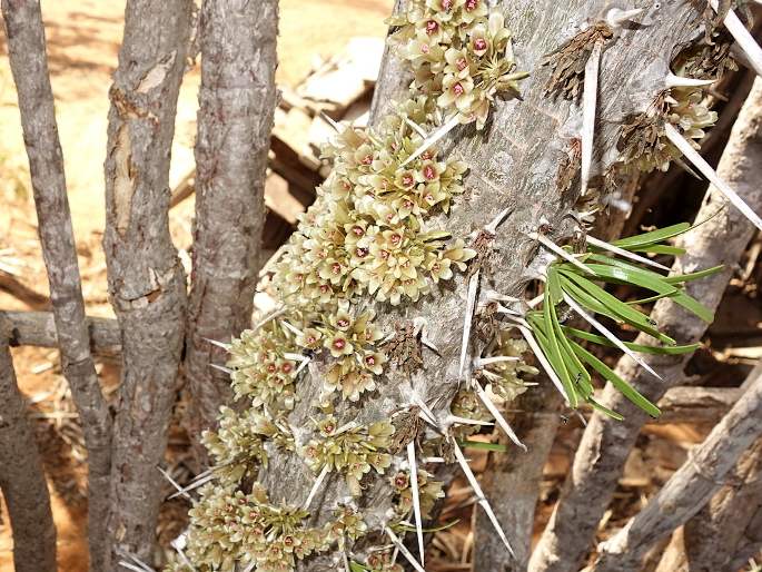 Didierea madagascariensis