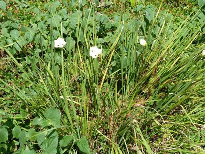 Dietes bicolor