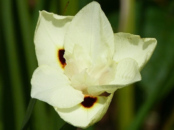 Dietes bicolor