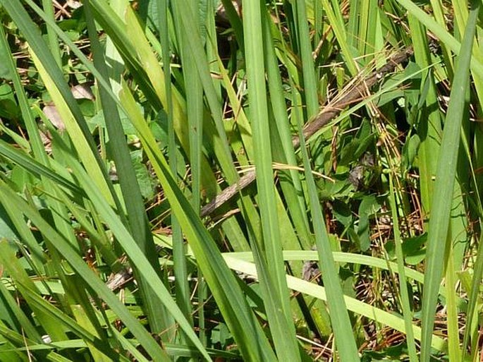 Dietes bicolor