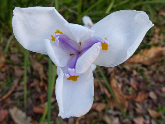 Dietes grandiflora