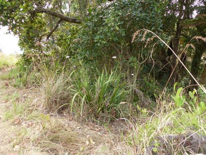 Dietes iridioides