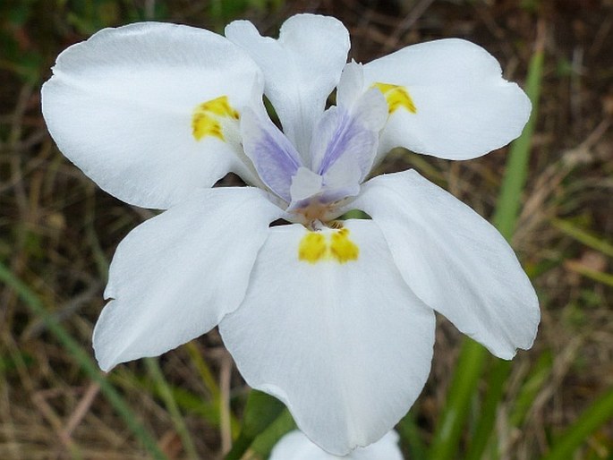 Dietes iridioides