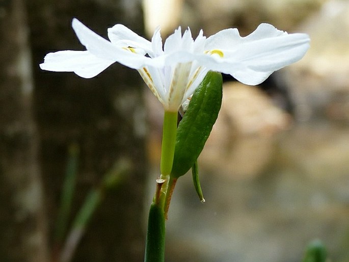 Dietes iridioides