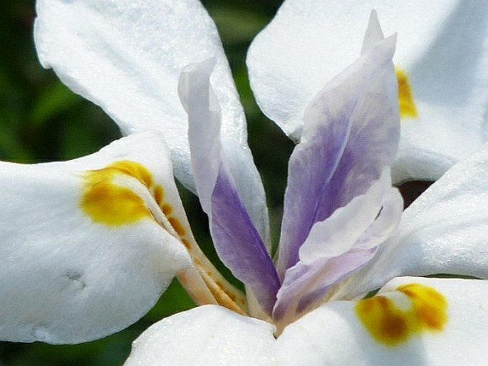 Dietes iridioides