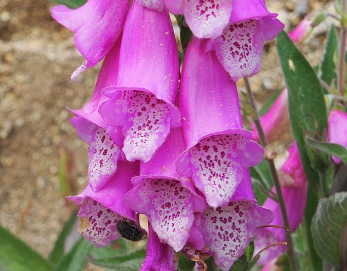 Digitalis purpurea subsp. gyspergerae