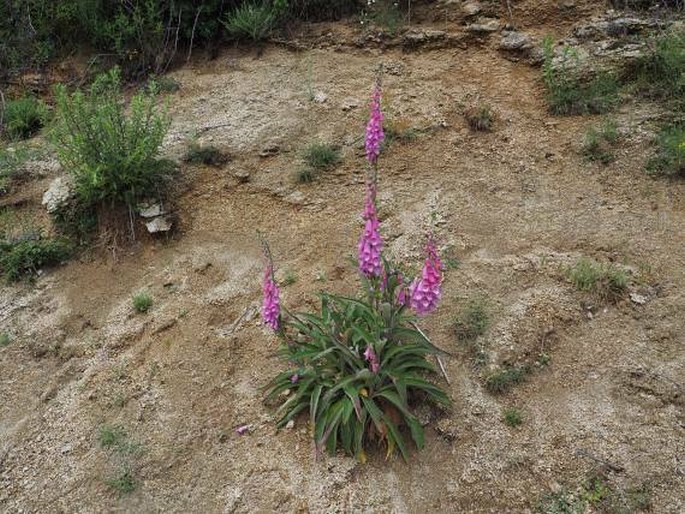 Digitalis purpurea subsp. gyspergerae