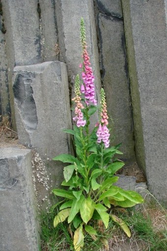 Digitalis purpurea