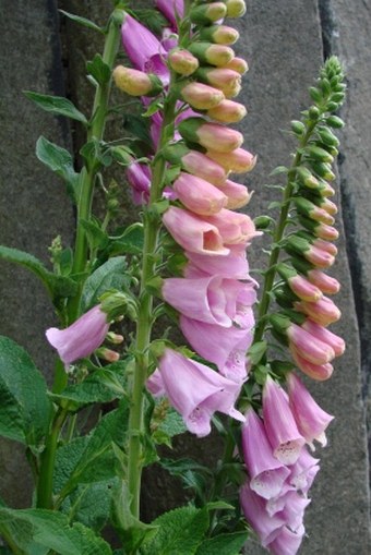 Digitalis purpurea