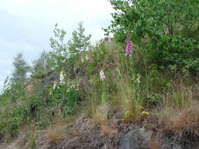 Digitalis purpurea