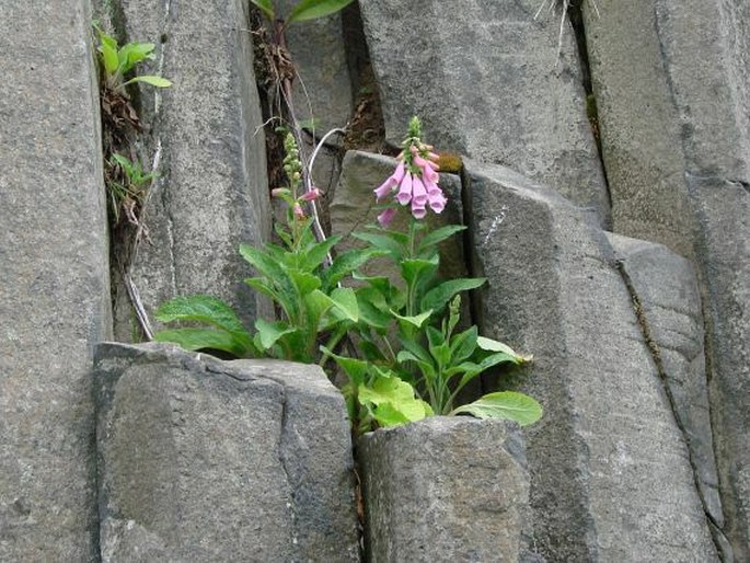 Digitalis purpurea