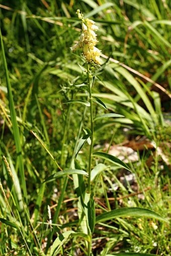 Digitalis lutea subsp. australis