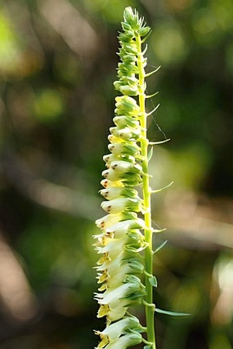 Digitalis lutea subsp. australis