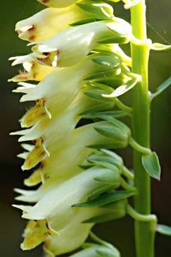 Digitalis lutea subsp. australis