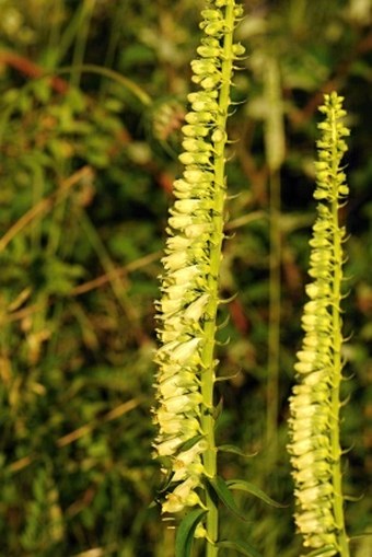 Digitalis lutea subsp. australis