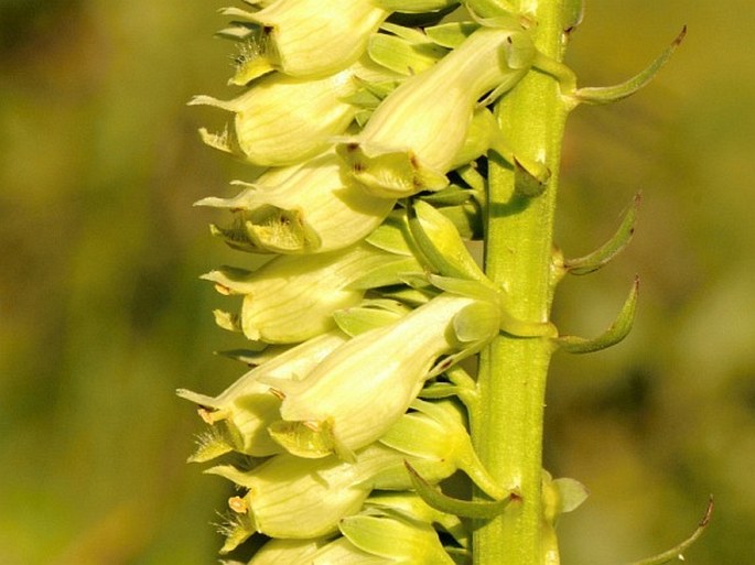 Digitalis lutea subsp. australis