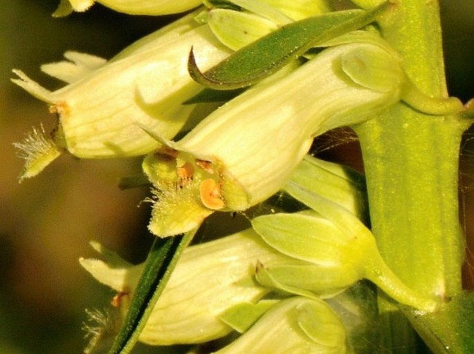 Digitalis lutea subsp. australis