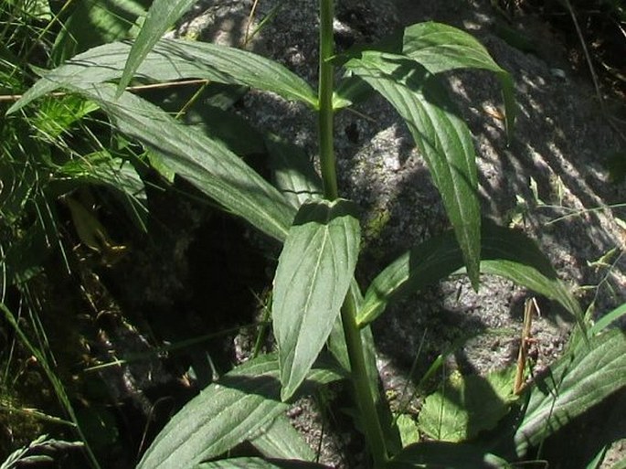 Digitalis lutea