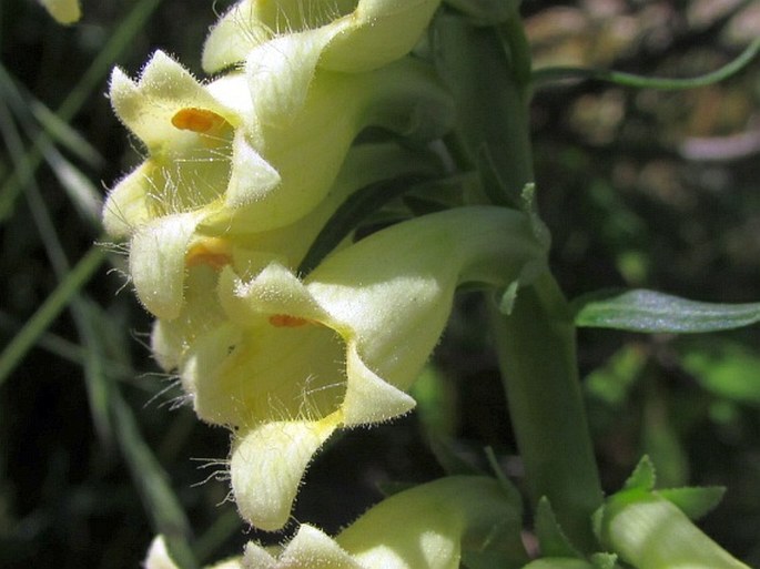 Digitalis lutea