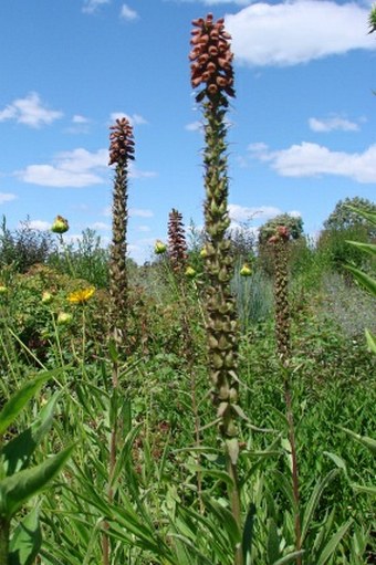 Digitalis parviflora