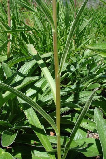 Digitalis parviflora