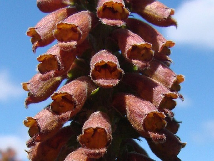 Digitalis parviflora