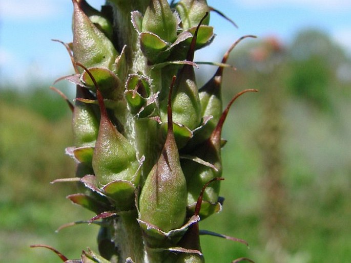 Digitalis parviflora