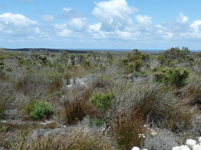 Dilatris pillansii