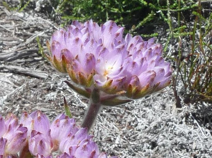 Dilatris pillansii