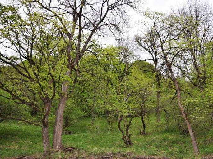 Diližanský národní park