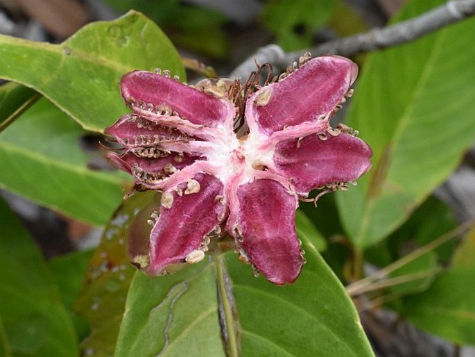 DILLENIA LUZONIENSIS (S. Vidal) Merr. – hodara