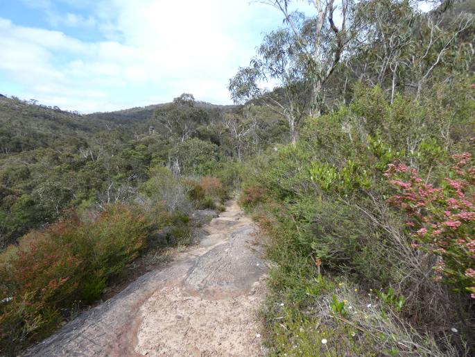 Dillwynia sericea