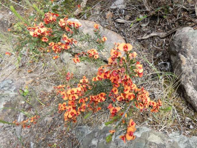 Dillwynia sericea