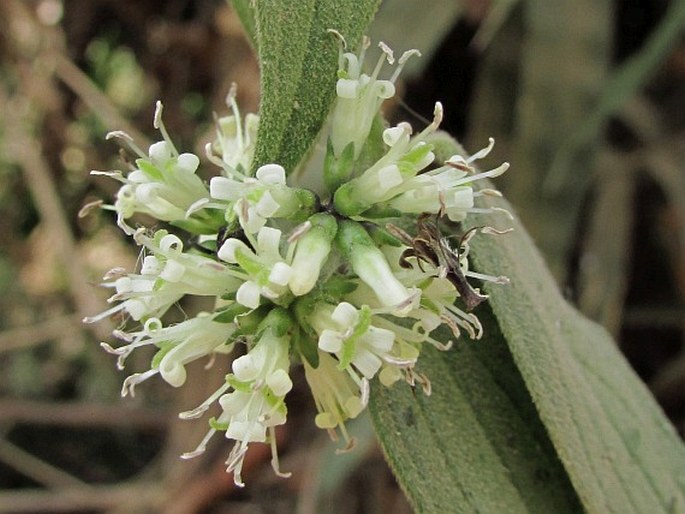 DIMETIA CAPITELLATA (Wall. ex G. Don) Neupane et N. Wikstr.