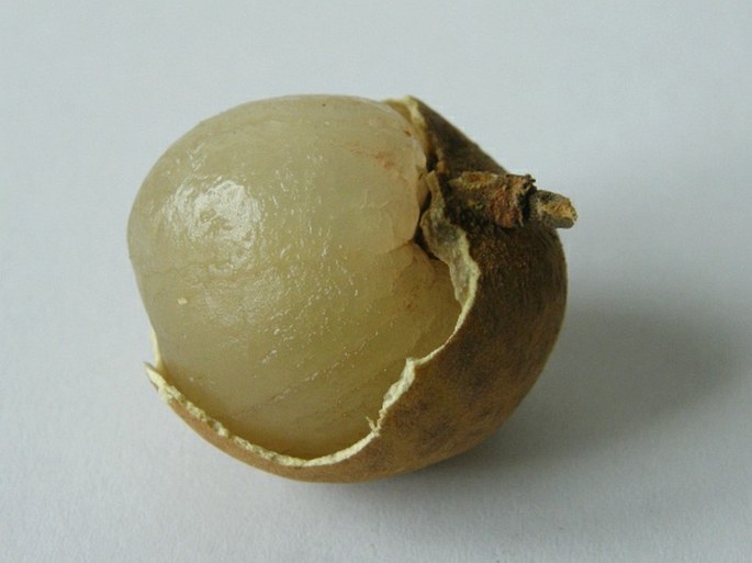 Dimocarpus longan