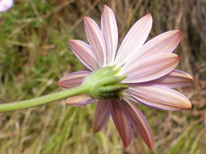 Dimorphotheca jucunda