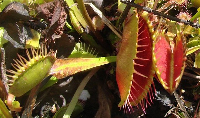 Dionaea muscipula