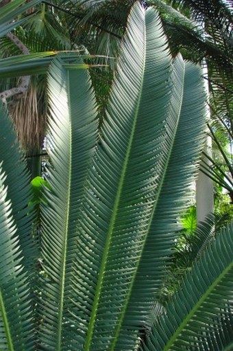 Dioon edule