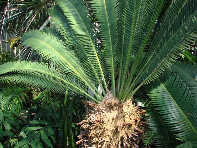 Dioon edule