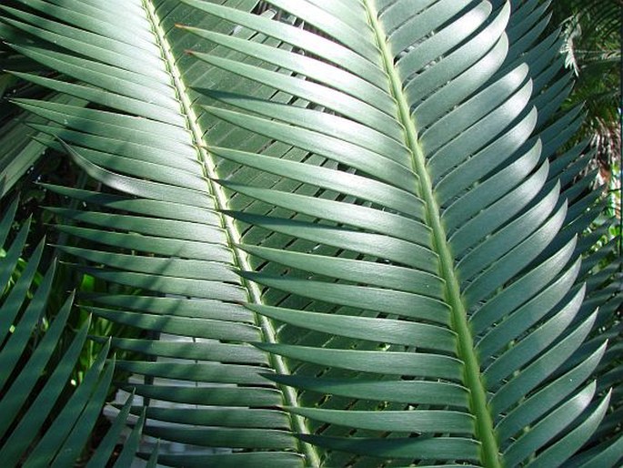 Dioon edule