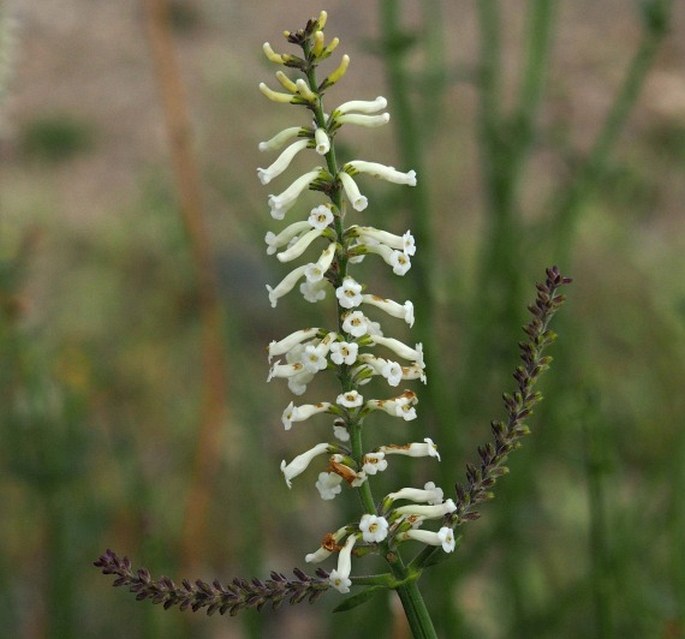 DIOSTEA JUNCEA (Gillies et Hook.) Miers