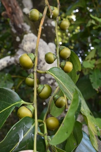 Diospyros maritima