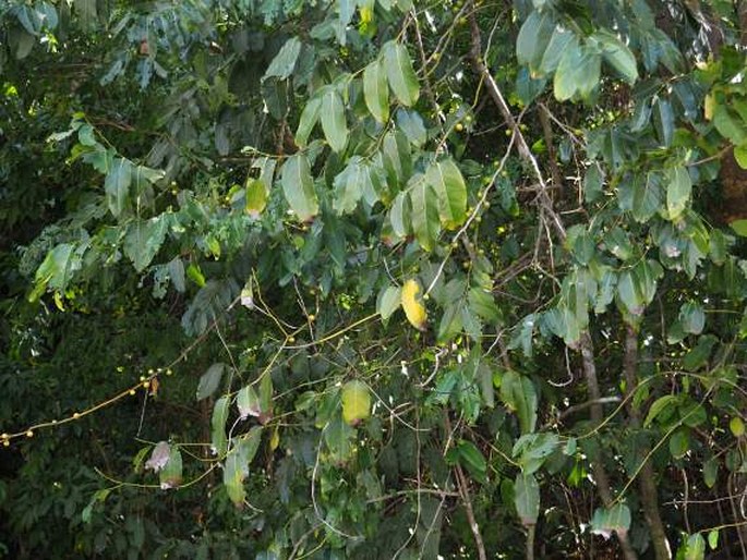 Diospyros maritima