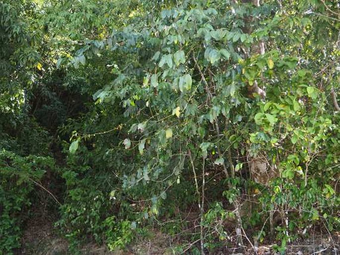 Diospyros maritima