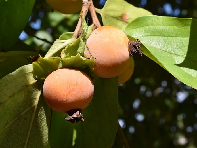 DIOSPYROS VIRGINIANA L. - tomel