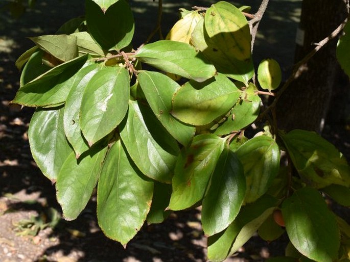 Diospyros virginiana