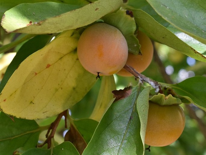 Diospyros virginiana