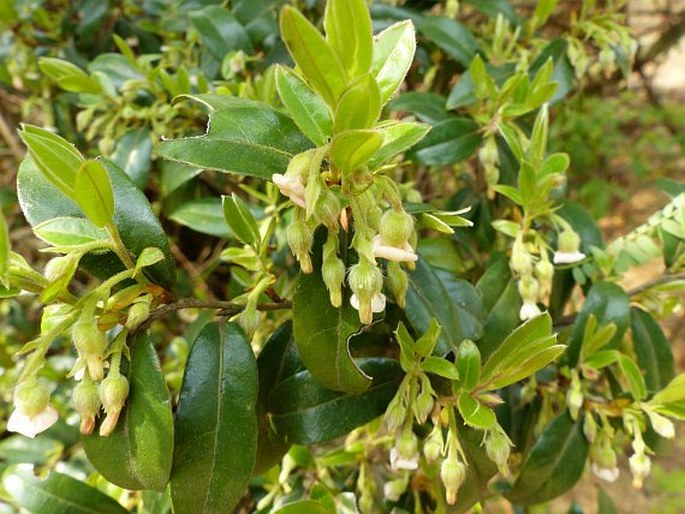 Diospyros whyteana