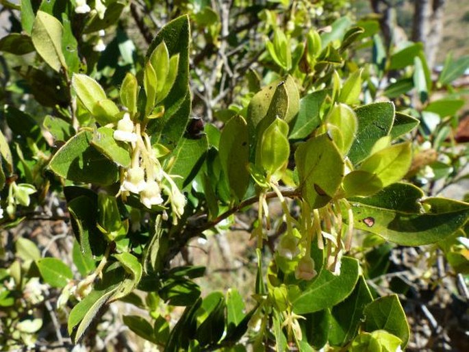 Diospyros whyteana